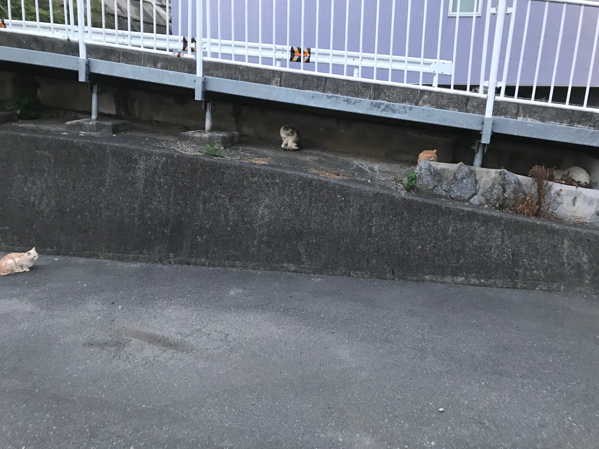 近所のねこ