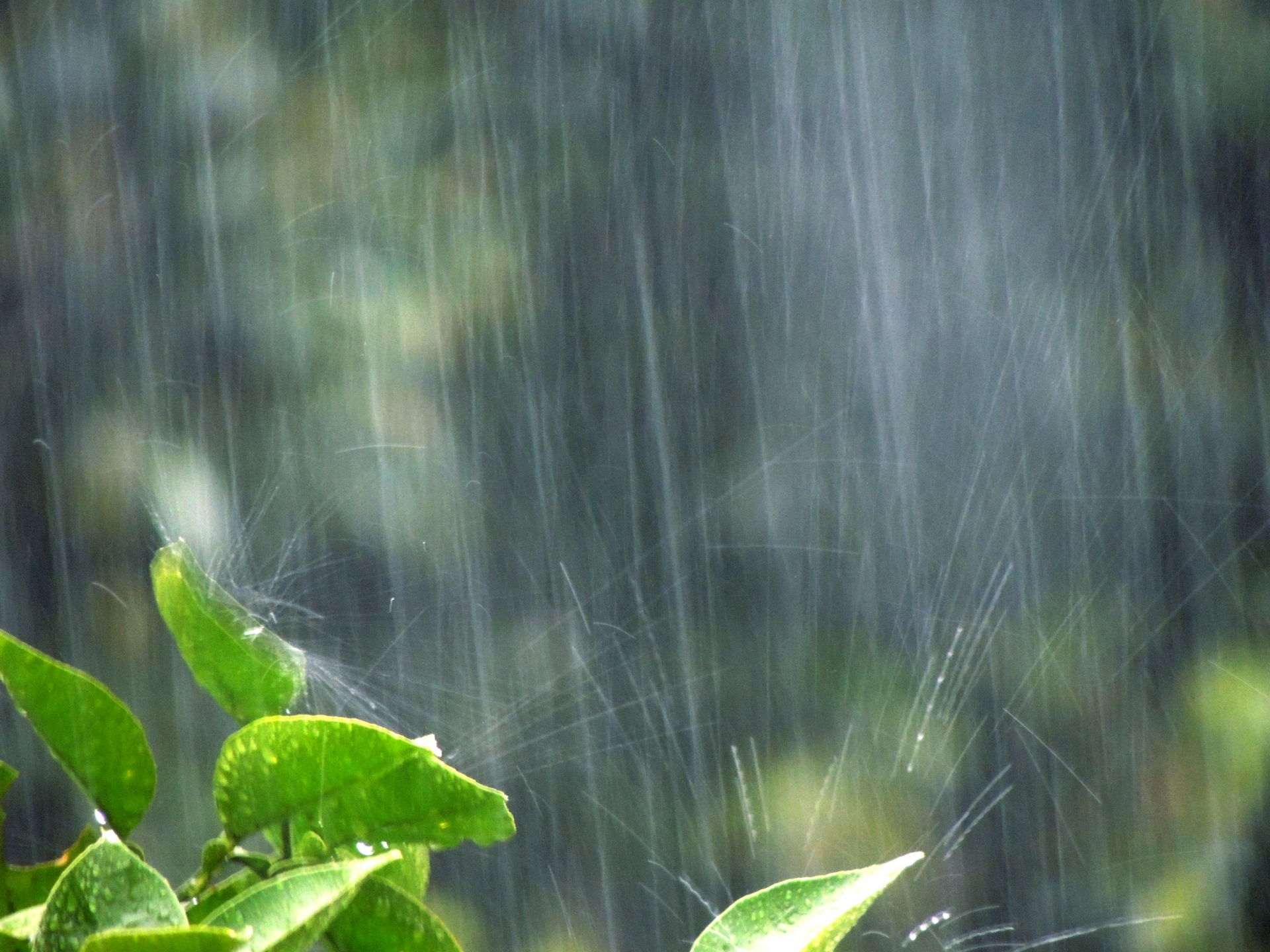 今年は梅雨が長いですね